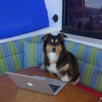 Grr and Growl… I Miss My Swims!