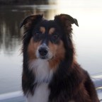 Woof! Hey Y’all, It’s Me, Captain.