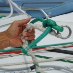 Lions and Tigers and Mona. Oh My!