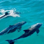 I’m More of a Hooker Than a Marina Maven.