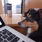 Boat Dog Boarding. What Is a Pet Owner To Do?