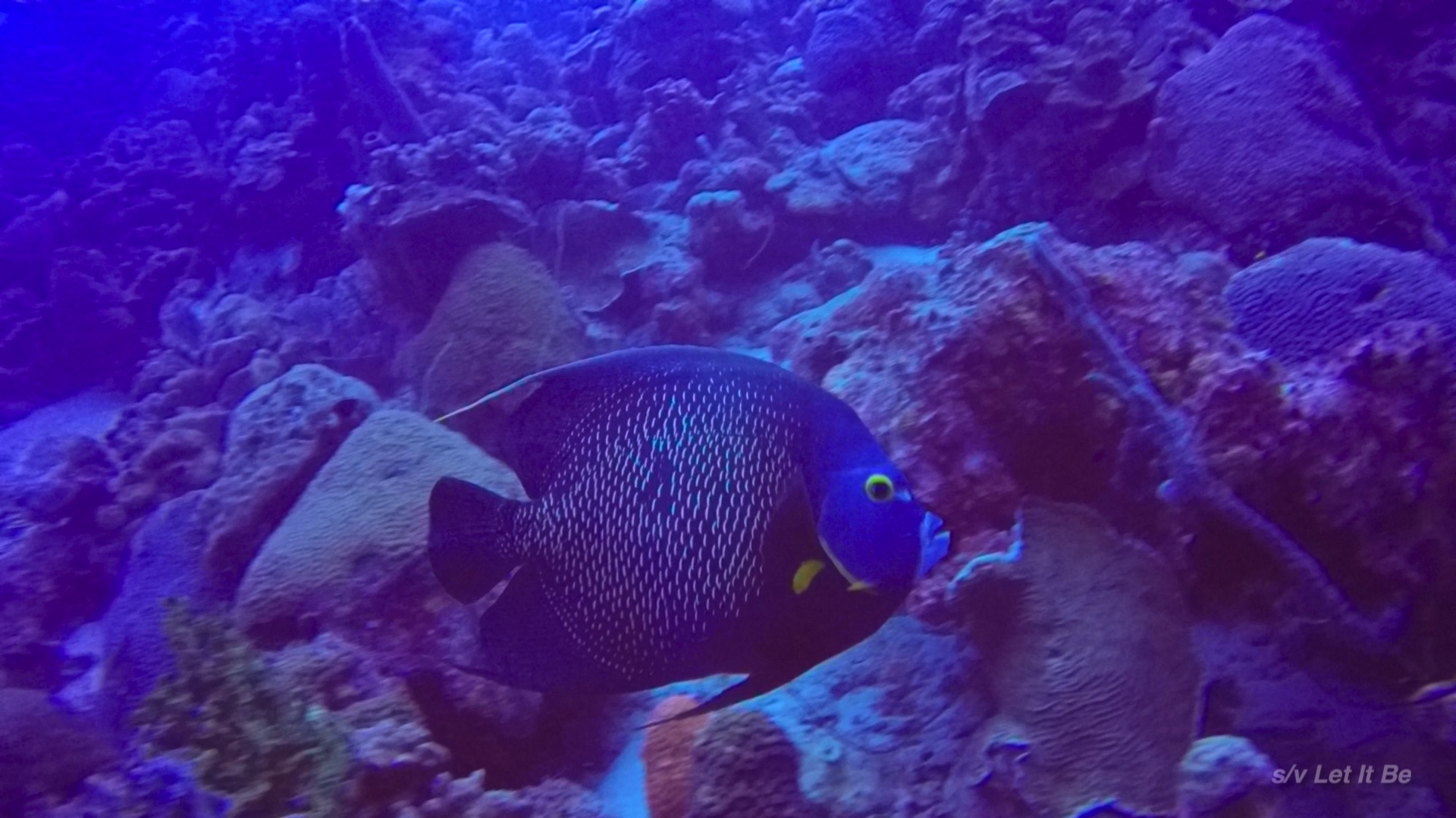 Bonar Fish Bonaire Underwater! – Ticket to Ride