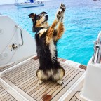 Bring on the Dogs! That’s What Everyone Remembers.