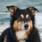 Captain ~ Much Too Soon To Say Goodbye