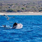Seal Feast ~ Observations in Los Frailes
