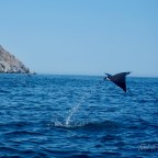 Jumping Rays! Mobula Edge Out Mantas.