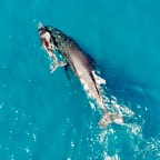 Megaptera Novaeangliae ~ Humpback Whales ~ Even When We Can’t See Them, We Hear Them