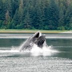 Alaskan Journal July 4 – 11.  An Epic, Hectic Week